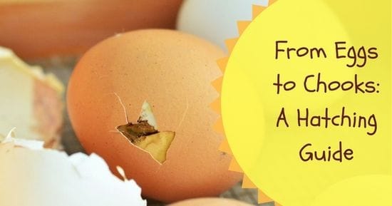 Getting from Eggs to Chooks: A Hatching Guide